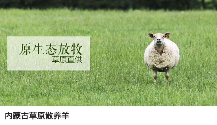 内蒙古草原散养羊